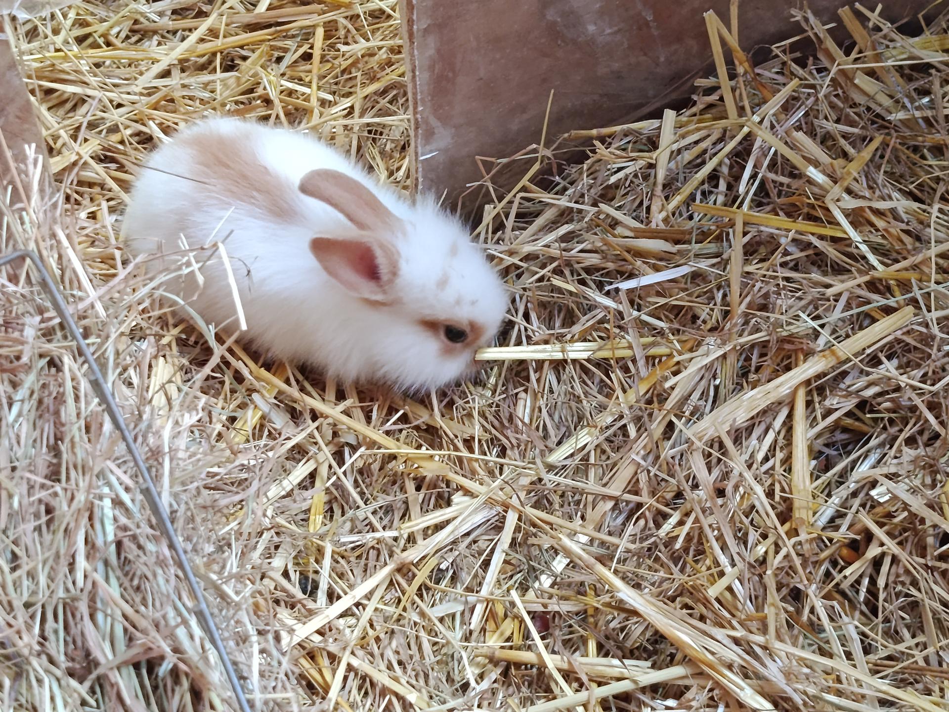Img lapin20250627 111019